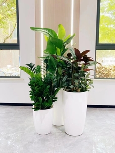 宁波奉化植物租摆设计